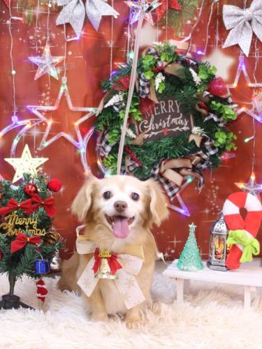 20231208ピースくん